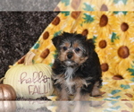 Small #3 Yorkshire Terrier