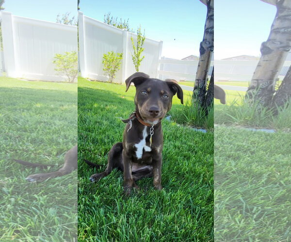 Medium Photo #1 Mutt Puppy For Sale in Sandy, UT, USA