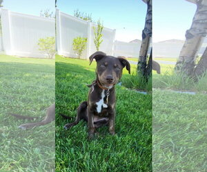 Mutt Dogs for adoption in Sandy, UT, USA