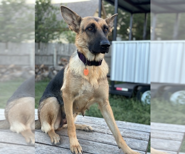 Medium Photo #1 German Shepherd Dog Puppy For Sale in SAN ANTONIO, TX, USA