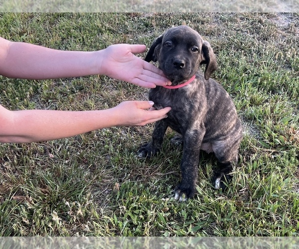 Medium Photo #6 Mastiff Puppy For Sale in AXTELL, TX, USA