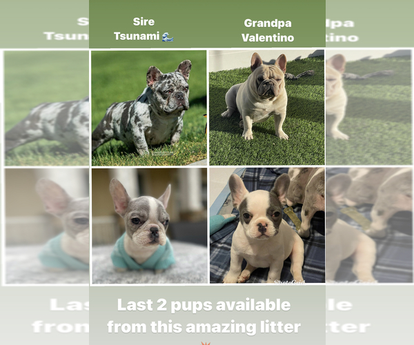 Medium Photo #16 French Bulldog Puppy For Sale in VICTORVILLE, CA, USA