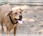 Small #4 Labrador Retriever Mix
