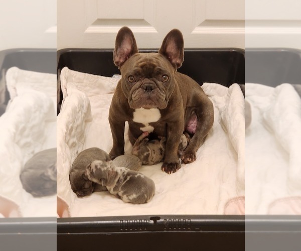 Medium Photo #1 French Bulldog Puppy For Sale in CAPE CORAL, FL, USA