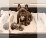 Small Photo #1 French Bulldog Puppy For Sale in CAPE CORAL, FL, USA