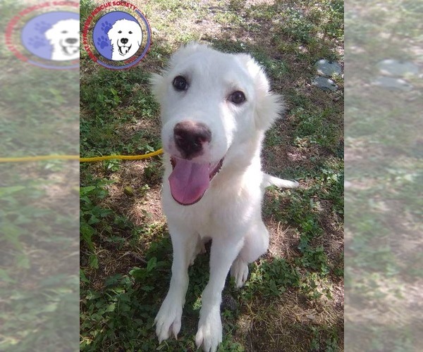 Medium Photo #1 Great Pyrenees Puppy For Sale in Spring, TX, USA