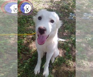 Great Pyrenees Dogs for adoption in Spring, TX, USA