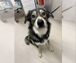 BANDIT - Male Pyrenees Husky Dog for Adoption - Small photo