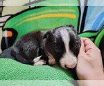 Small Photo #202 Border Collie Puppy For Sale in NORBORNE, MO, USA