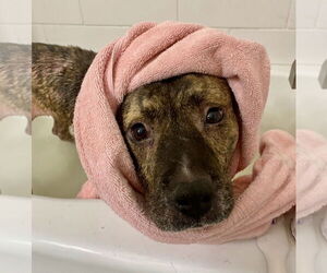 Princess - Female Staffordshire Bull Terrier-Unknown Mix Dog for Adoption - Photo #11