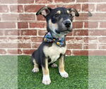 Small #5 American Staffordshire Terrier-Siberian Husky Mix