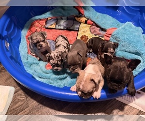 French Bulldog Puppy for sale in HARLEYVILLE, SC, USA
