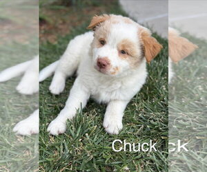 Great Pyrenees-Unknown Mix Dogs for adoption in Tabernash, CO, USA
