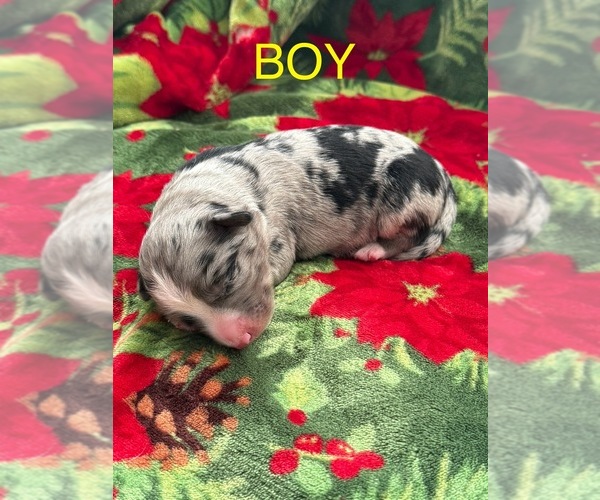 Medium Photo #6 Australian Shepherd Puppy For Sale in MIDDLESEX, NC, USA
