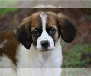 Saint Bernard Puppy for sale in AVALON, MO, USA