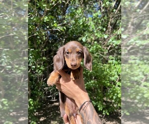 Dachshund Puppy for sale in KANSAS CITY, KS, USA