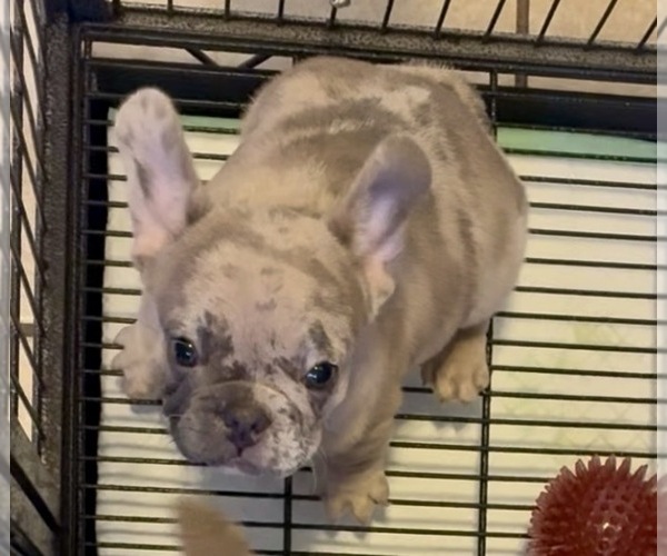 Medium Photo #3 French Bulldog Puppy For Sale in ATLANTA, GA, USA