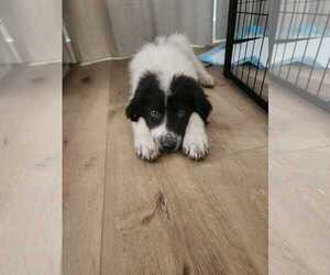 Border Collie Dogs for adoption in MIDWAY, UT, USA