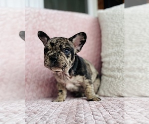 French Bulldog Puppy for sale in MONETT, MO, USA