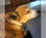 Small #20 Chihuahua Mix