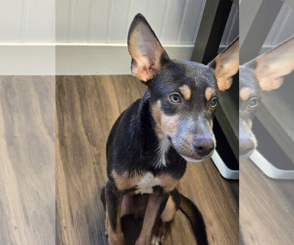 Medium Photo #3 Mutt Puppy For Sale in Morganville, NJ, USA