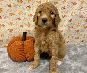 Goldendoodle Puppy for sale in DELAWARE, OH, USA