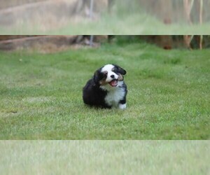 Miniature Australian Shepherd Puppy for sale in KNOTTSVILLE, KY, USA
