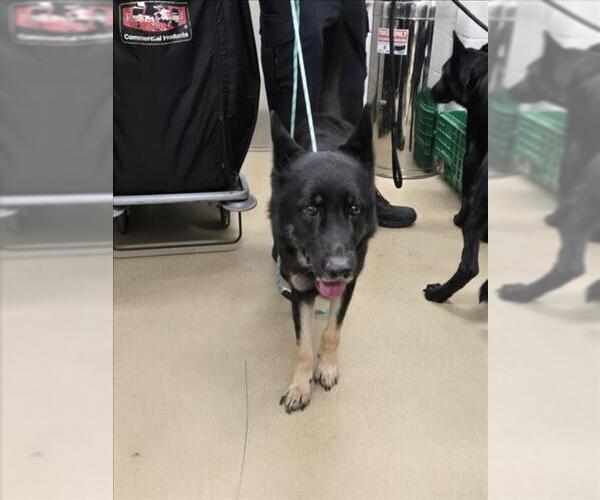 Medium Photo #1 German Shepherd Dog Puppy For Sale in Derwood, MD, USA