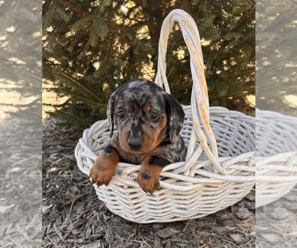 Medium Photo #4 Dachshund Puppy For Sale in MIDDLEBURY, IN, USA