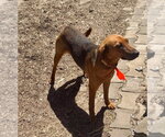 Small #1 Coonhound Mix