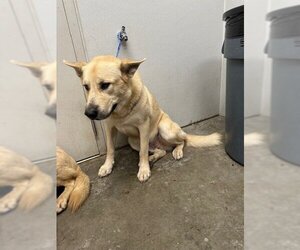Carolina Dog Dogs for adoption in Rosenberg, TX, USA