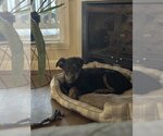 Small Photo #5 Labrador Retriever-Unknown Mix Puppy For Sale in Croydon, NH, USA