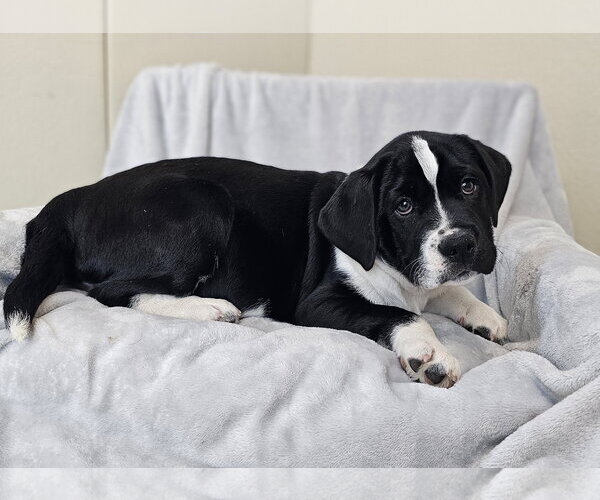 Medium Photo #3 Australian Shepherd-Bulldog Mix Puppy For Sale in McKinney, TX, USA