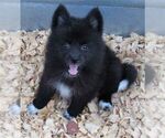Small Photo #6 Huskimo Puppy For Sale in SEBRING, FL, USA