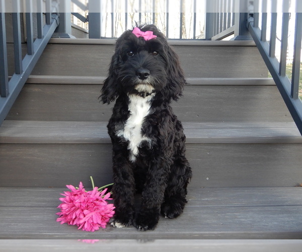 Medium Photo #3 Cockapoo Puppy For Sale in MILLERSBURG, OH, USA