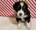 Puppy Shirley Australian Shepherd