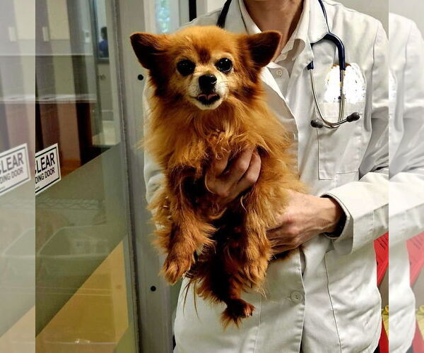 Medium Photo #3 Pomeranian-Unknown Mix Puppy For Sale in Spring Lake, NC, USA