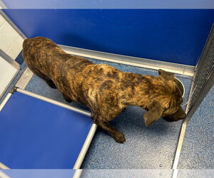 26-374 Brutus - Male Bullmastiff Dog for Adoption - Photo #2