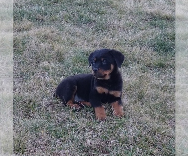 Medium Photo #6 Rottweiler Puppy For Sale in FREDERICKSBURG, OH, USA