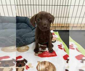 Mutt Dogs for adoption in Tampa, FL, USA