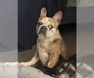Barbie - Female French Bulldog Dog for Adoption - Photo #5