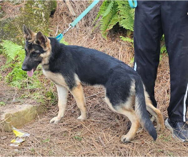 Medium Photo #2 German Shepherd Dog Puppy For Sale in Social Circle, GA, USA