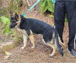 Small #1 German Shepherd Dog