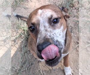 Misha - Female Mutt Dog for Adoption - Photo #3