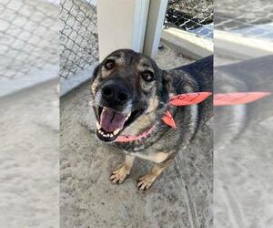 German Shepherd Dog Dogs for adoption in Riverside, CA, USA