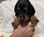 Small Photo #19 Black and Tan Coonhound-Bluetick Coonhound Mix Puppy For Sale in OAK HILLS, CA, USA