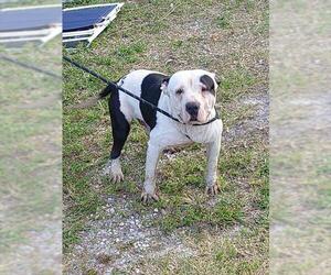 American Staffordshire Terrier Dogs for adoption in Fort Lauderdale, FL, USA