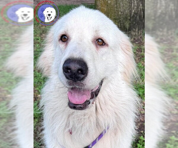 Medium Photo #2 Great Pyrenees Puppy For Sale in Spring, TX, USA