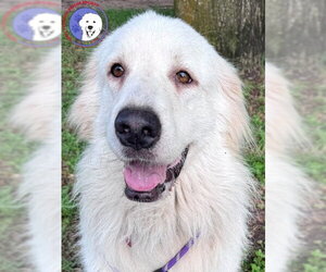 Terrie - Female Great Pyrenees Dog for Adoption - Photo #2