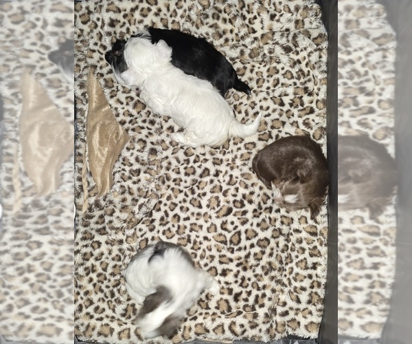Medium Photo #12 Yorkshire Terrier Puppy For Sale in SCHERTZ, TX, USA